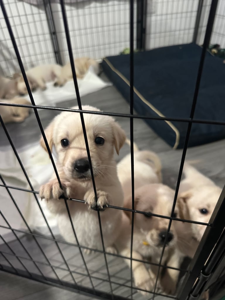 White golden shepherds READY TO LEAVE 4/11/25