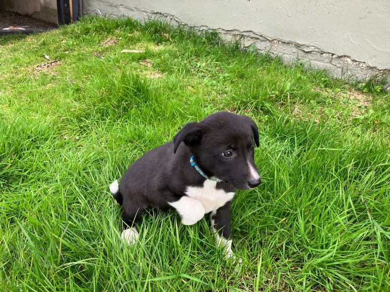 Border Collie Pups