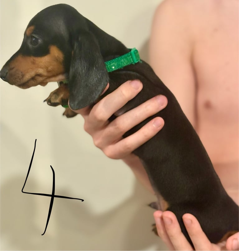 Miniature dauchund pupsREADY NOW