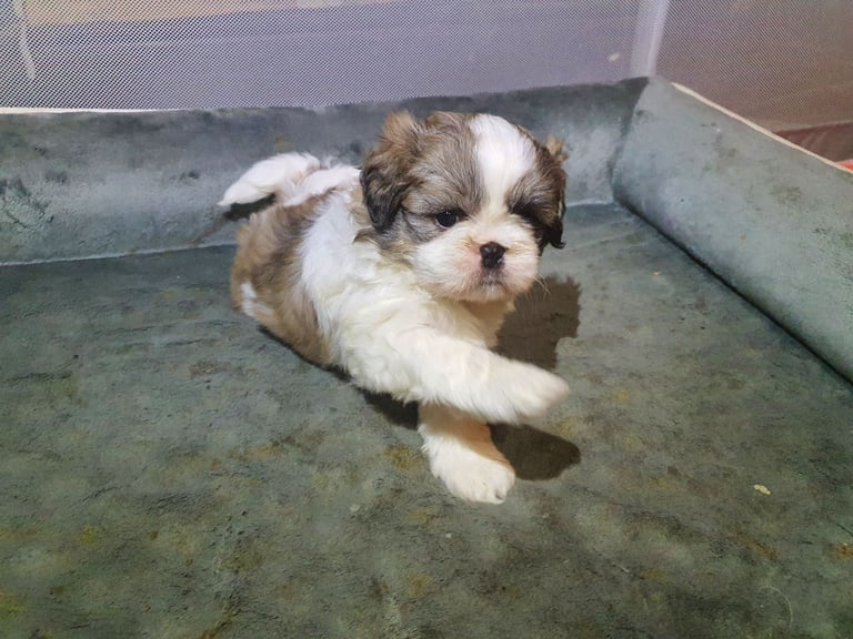 shih tzu puppies