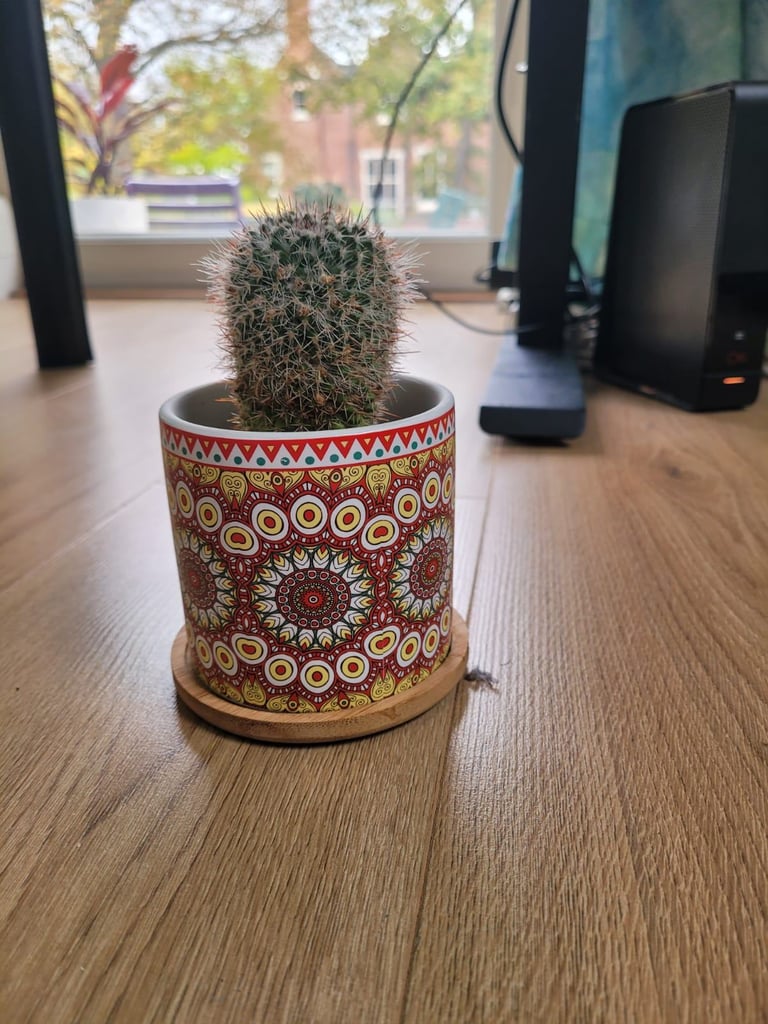 Small cactus