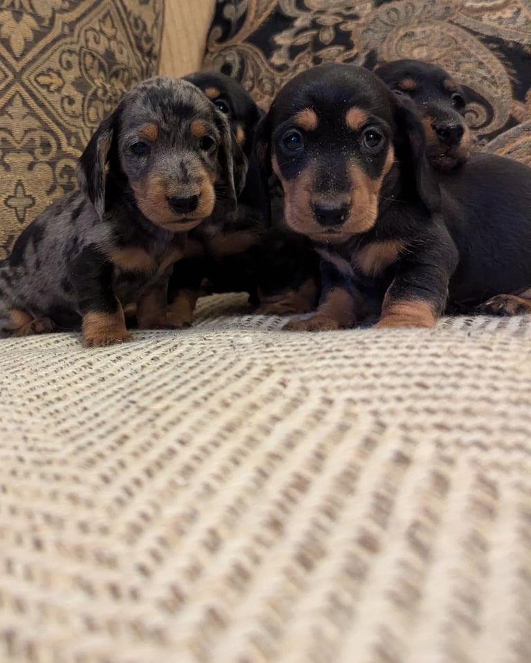 Dachshunds
