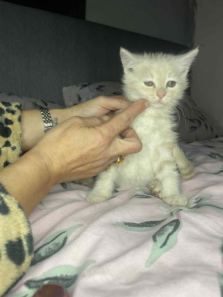 Ragdoll x maincoon fluffy kittens