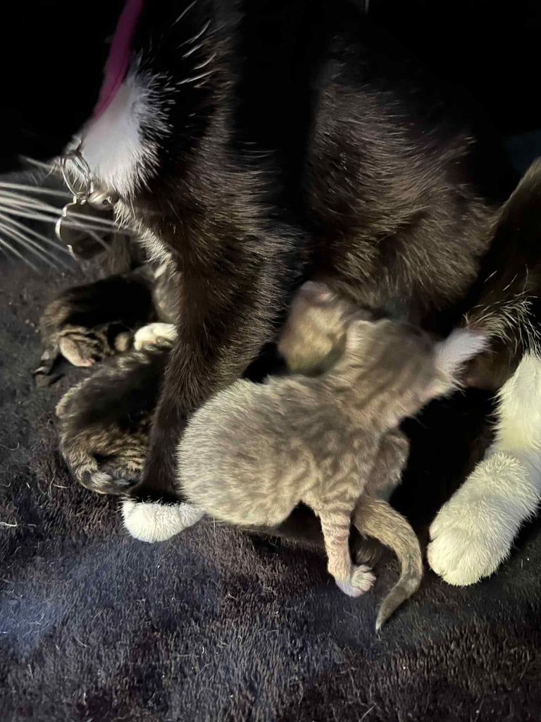 4 tabby kittens for sale