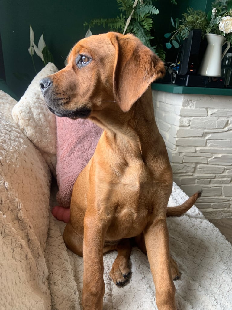 Forever home wanted 