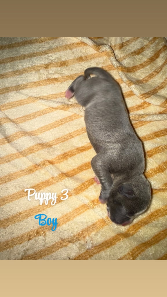 Staffordshire bull terrier puppies