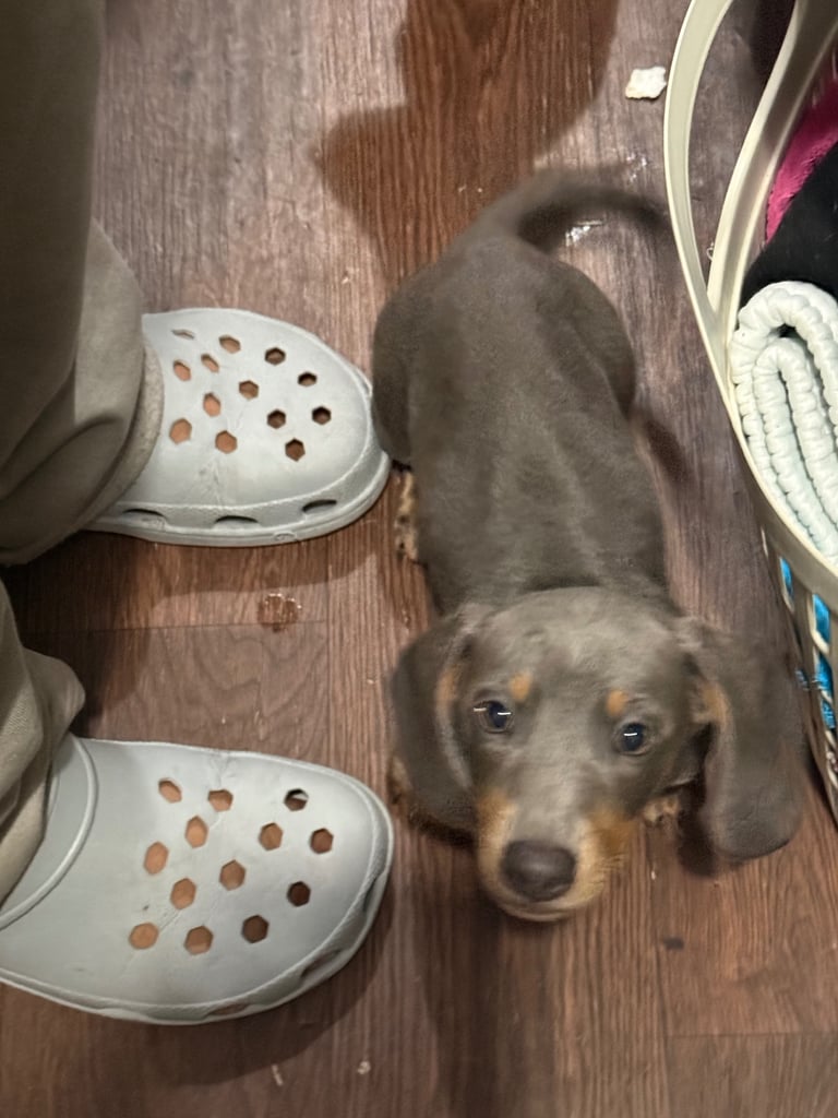 Stunning miniature Isabella dapple dachshund puppies- price negotiable due to my ill health 