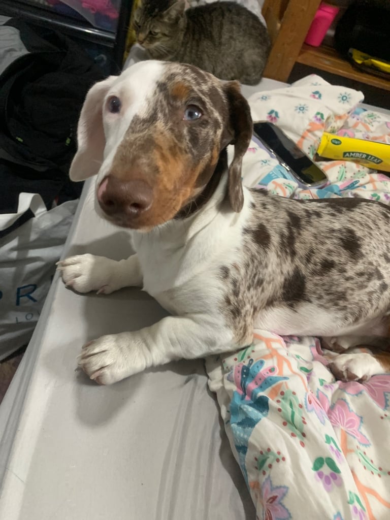 image for Dash hound puppy