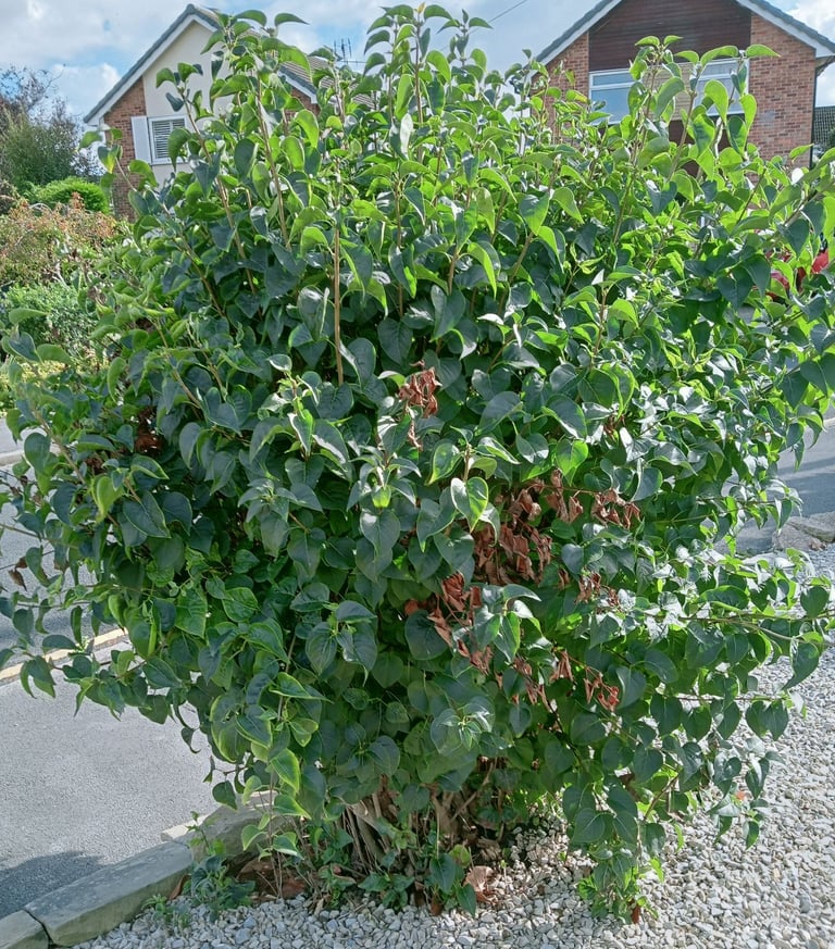 A Selection Of Bushes & Small Trees