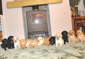 Labrador puppies KC registered