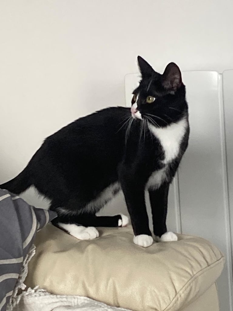 image for Female Cat 