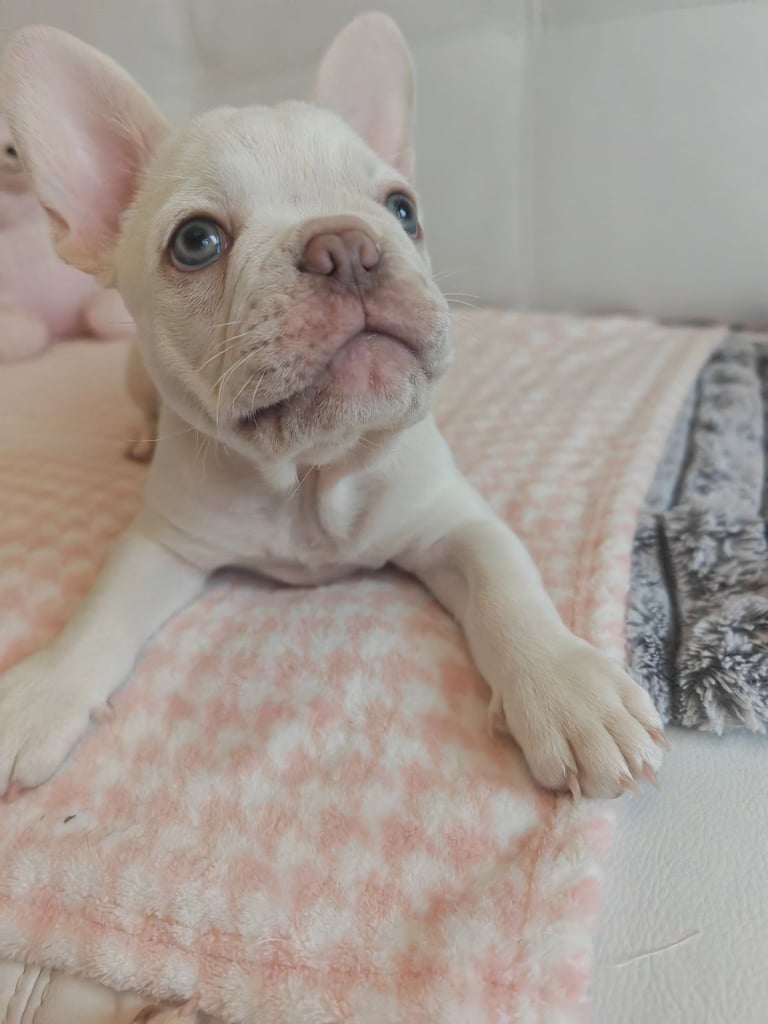 LAST ONE!! PRICE DROP !!PLATINUM MALE Chocolate merle and lilac fluffy carriers french bulldog