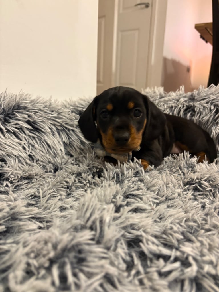 Male miniature dachshund 