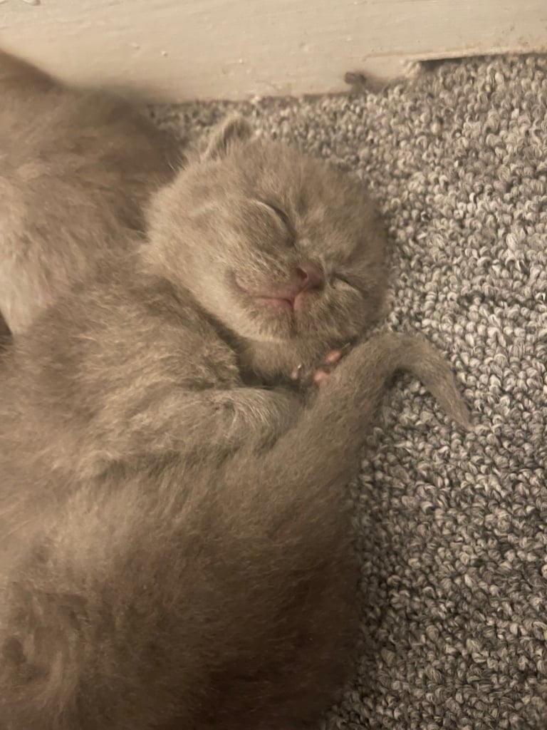 British shorthair kittens 