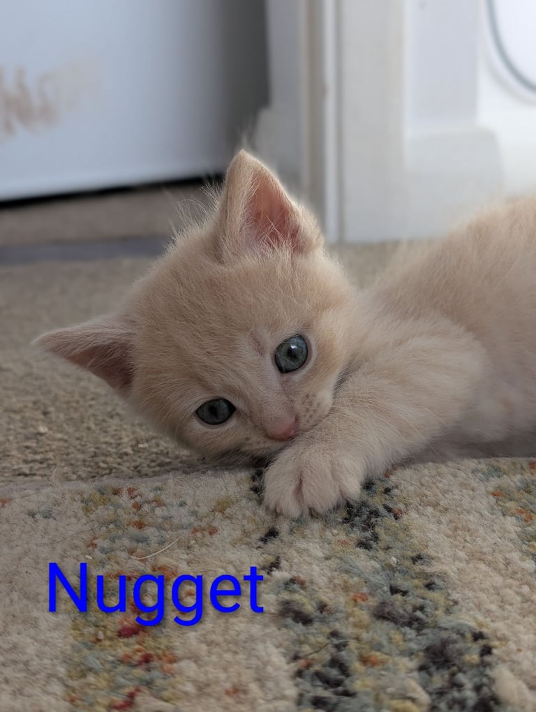 6 Beautiful Kittens - ONE AVAILABLE 