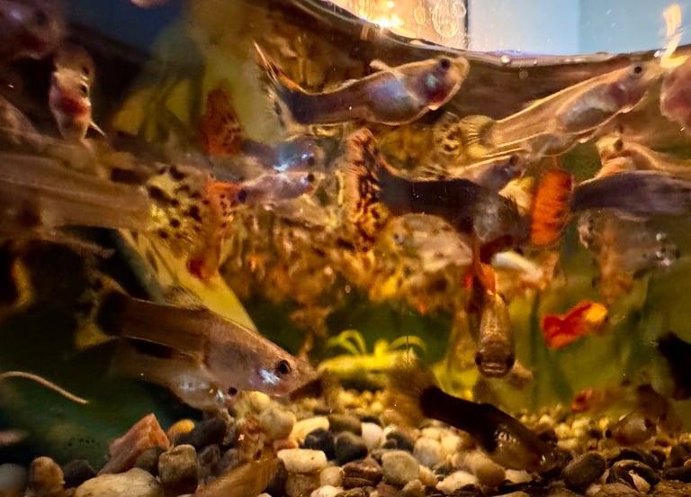 Guppy and Balloon Molly in Chiswick