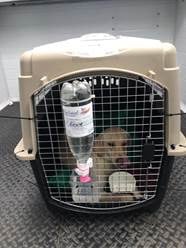 Dog crate (for flying) 