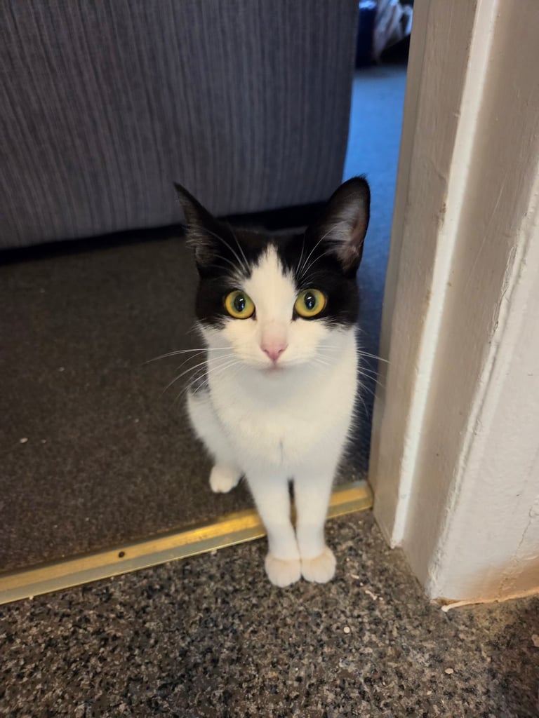 4 beautiful kittens ready for there new home