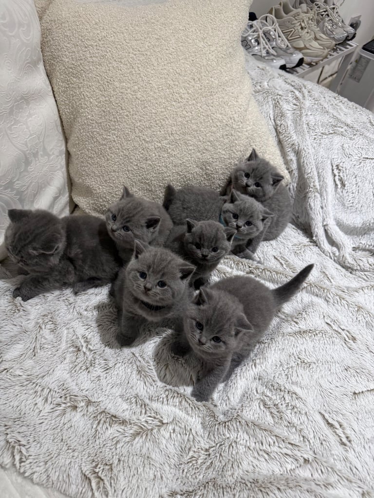 BSH kittens - All SOLD 