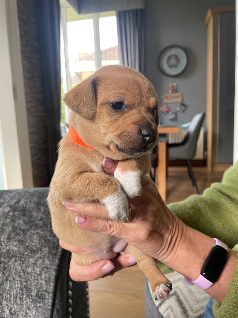 Jack Russell Pups