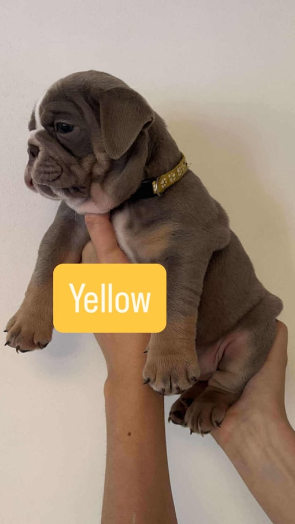 Stunning English Bulldog Puppies 