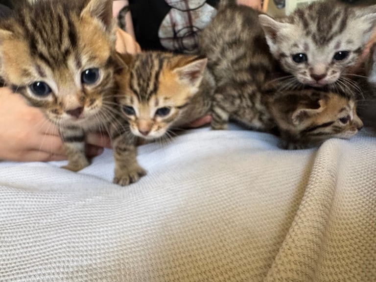 Bengal kittens 