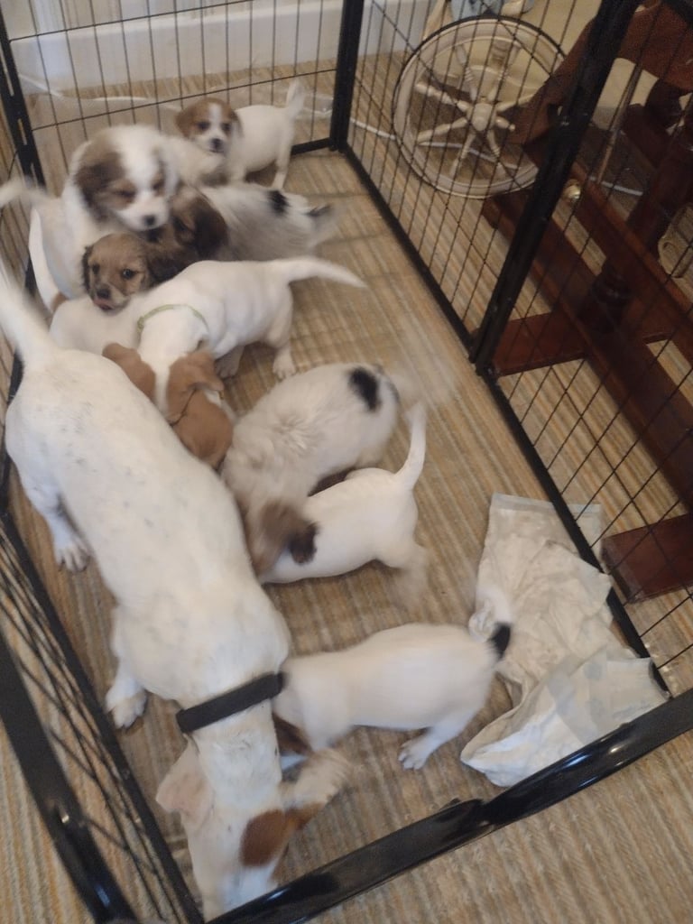 Beautiful jack Russell puppies 