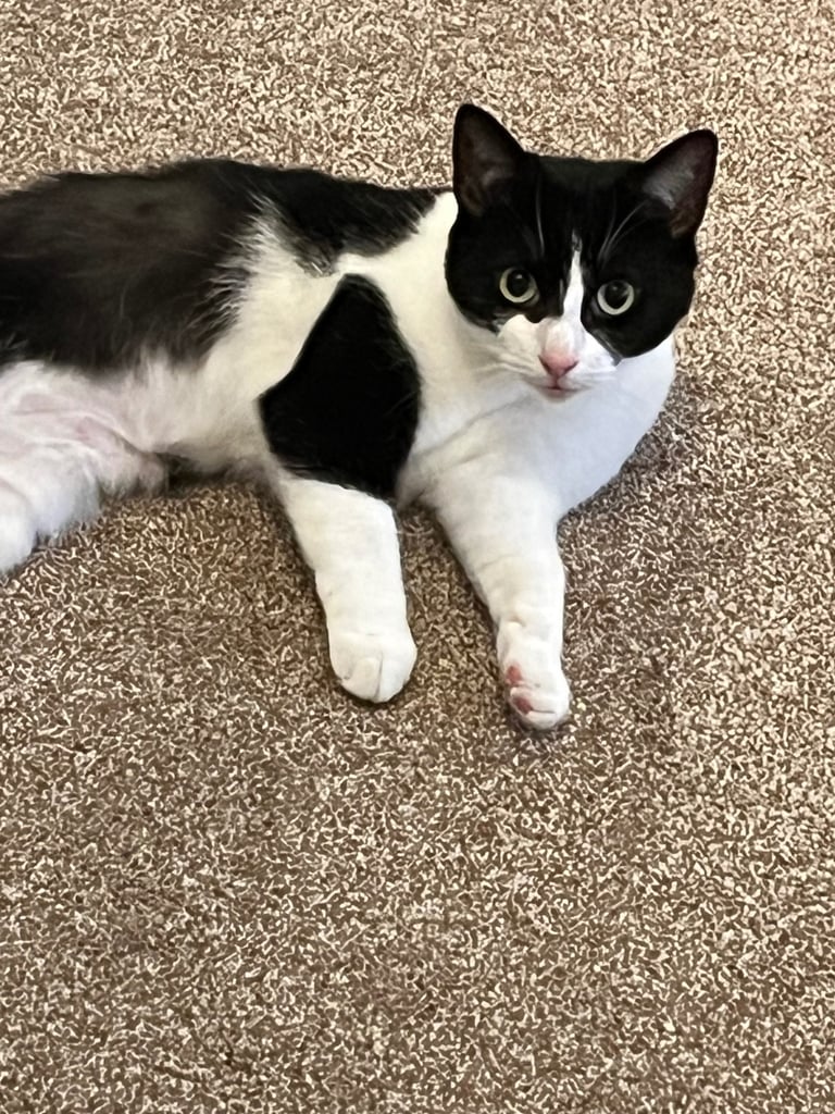 2 black and white cats 