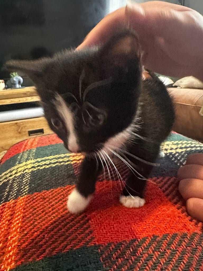Tuxedo Kittens 🐈‍⬛ 