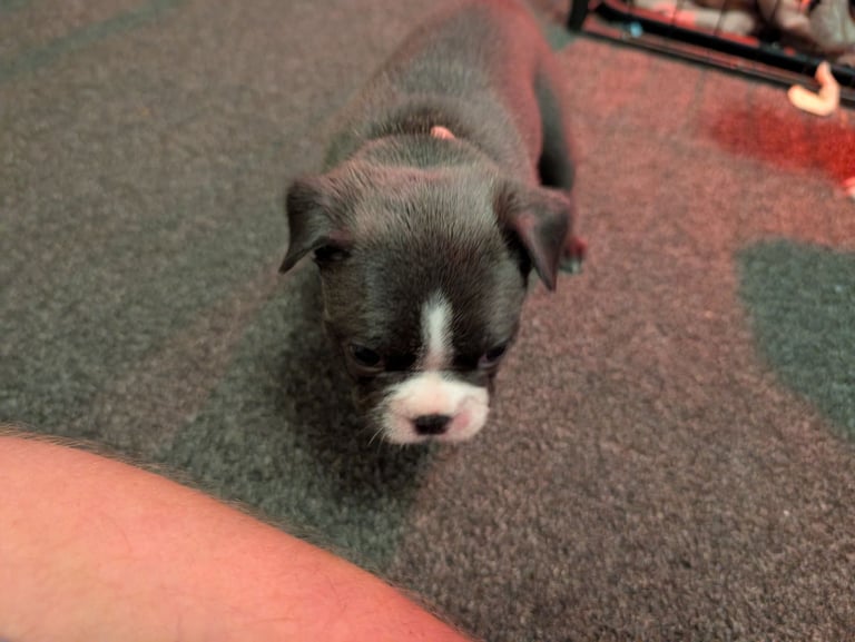 Frenchton pups