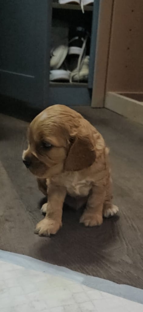 Ready to go! 1 beautiful show cocker spaniel for sale