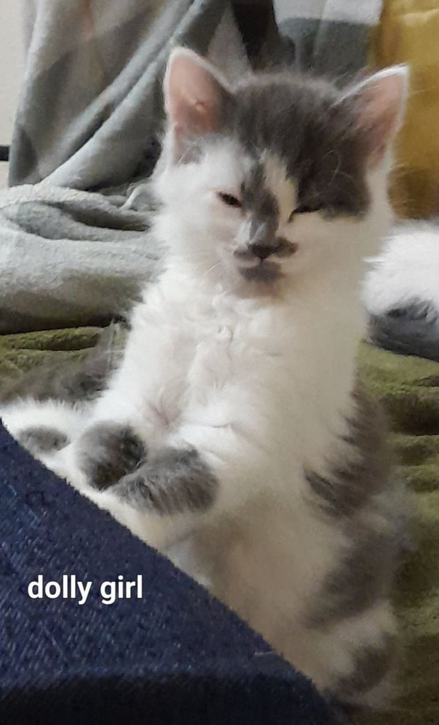  Bi colour white and blue kittens siamese/british shorthair/mix