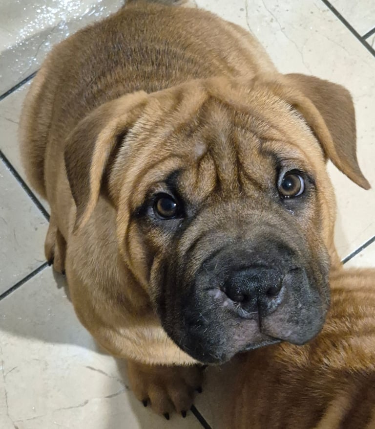 Shar pei puppies READY TO GO NOW