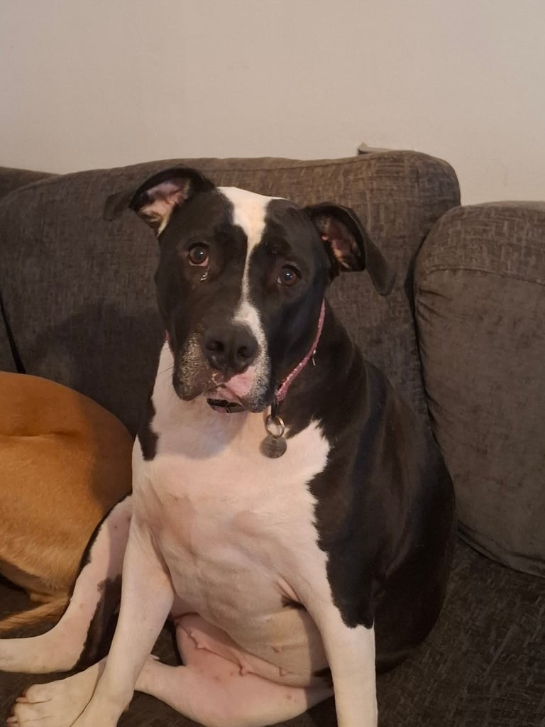 American  bulldog 