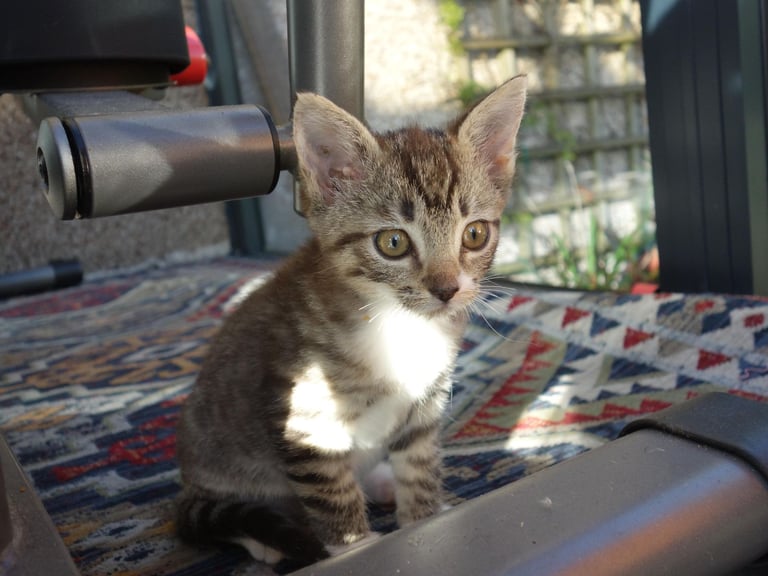 Ragdoll and Domestic Short Hair mix kitten female