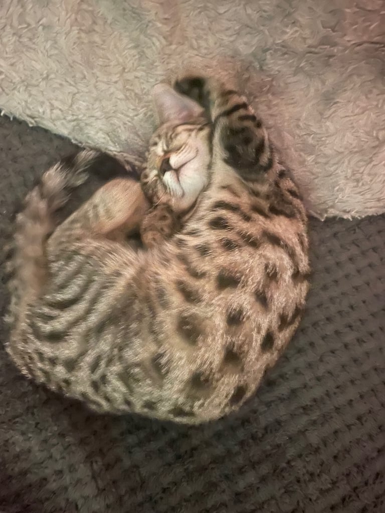 Gorgeous female kitten