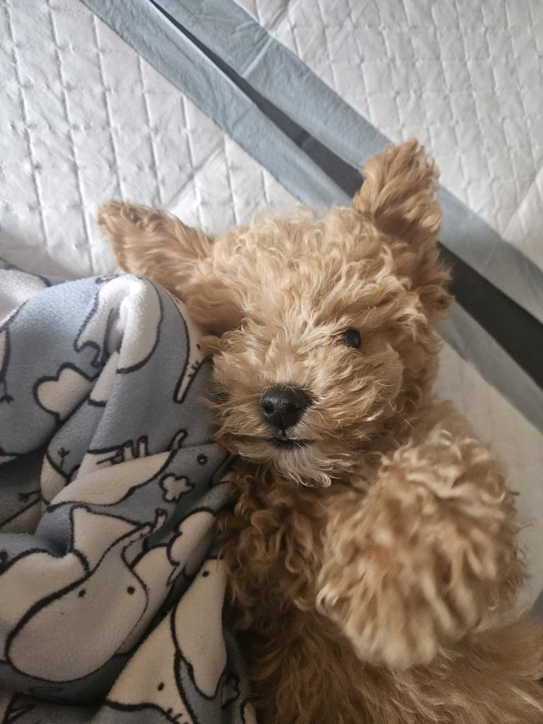 Beautiful teddy bear Maltipoo 