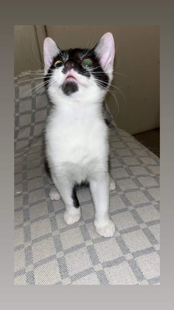 £200 female kitten Bradford