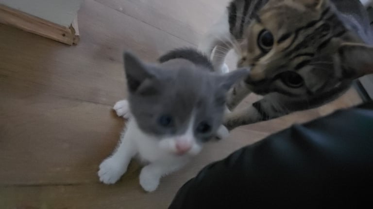 Girl Kittens For Sale