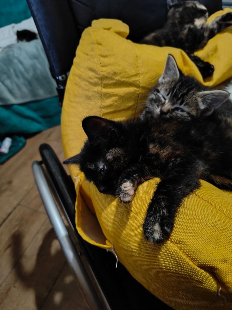 3 very gorgous/playfull and lovable kittens for sale