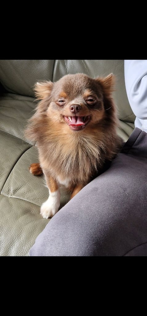 4yr old and  3 year old chihuahuas *MUST GO TOGETHER* 