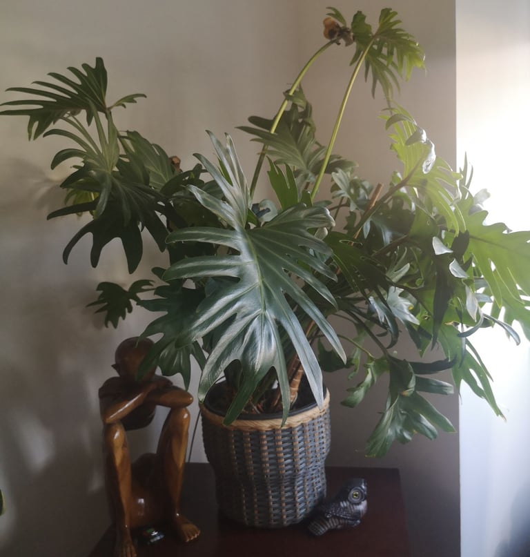 image for Large house plant (Thaumatophyllum xanadu) 
