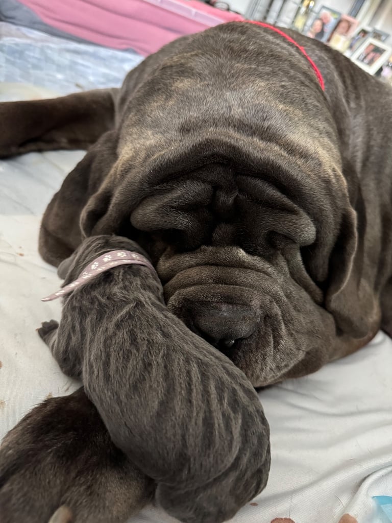 11 Neapolitan mastiff puppies for sale Newcastle 