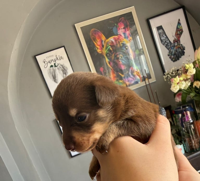 9 * 1 girl left *beautiful dachshund cross pom puppies 