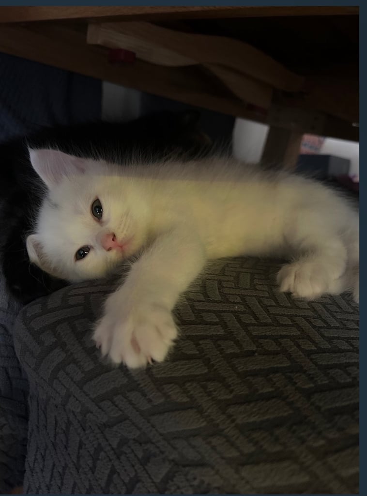 White Kitten 2 months old 