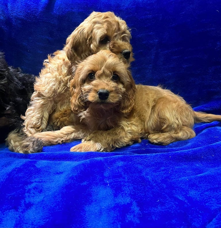 Cockapoo puppy's 