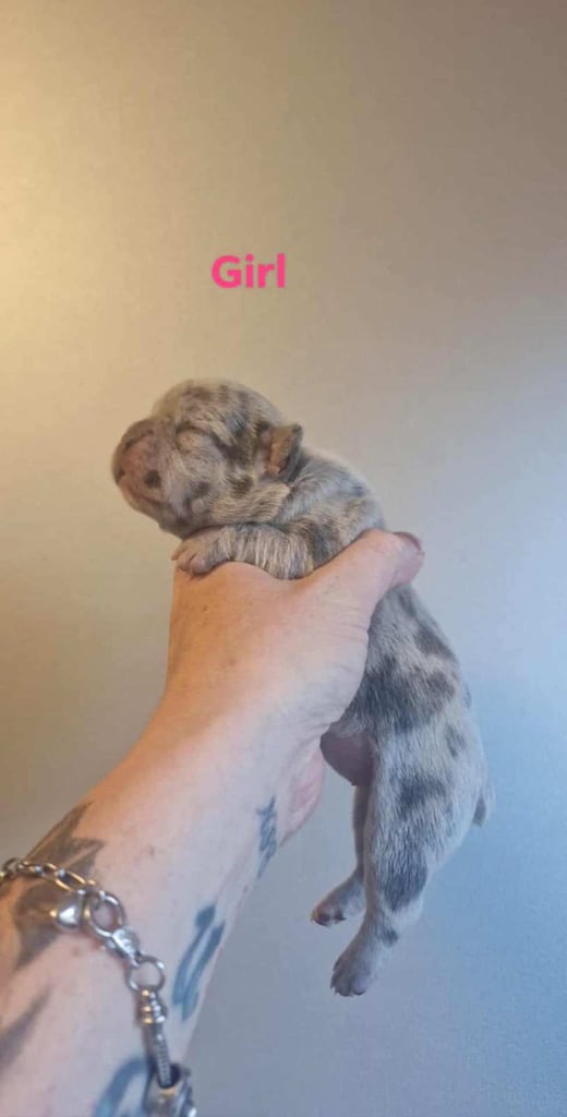 Stunning French Bulldogs