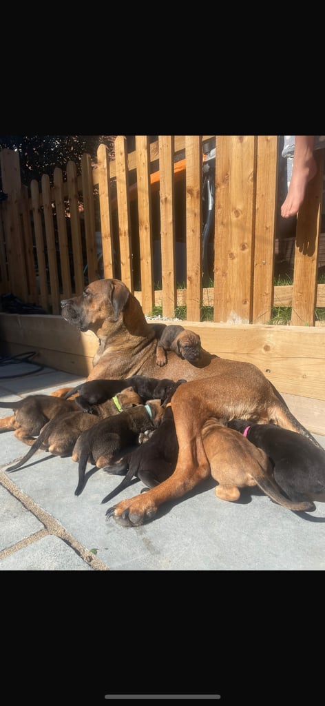 Cane corso