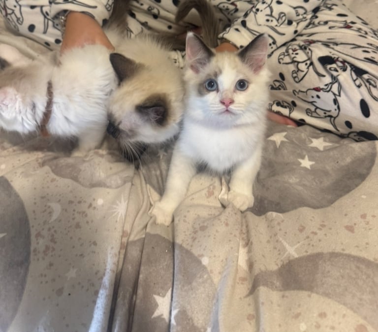 Ragdoll kittens for sale GCCF 