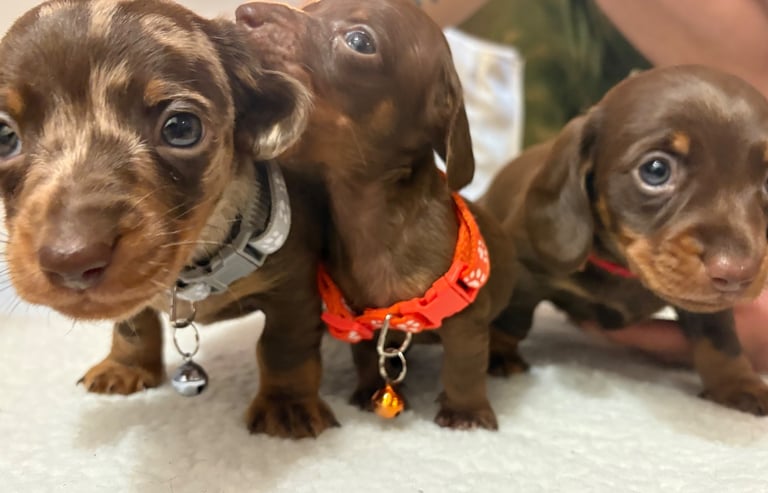 Miniature Dachshund Puppies 
